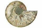 Cut & Polished Ammonite Fossil (Half) - Madagascar #362371-1